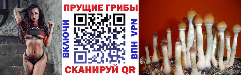 что такое Когалым Псилоцибиновые грибы Magic Shrooms